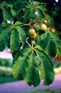 Herbs for Health: Capsules Image